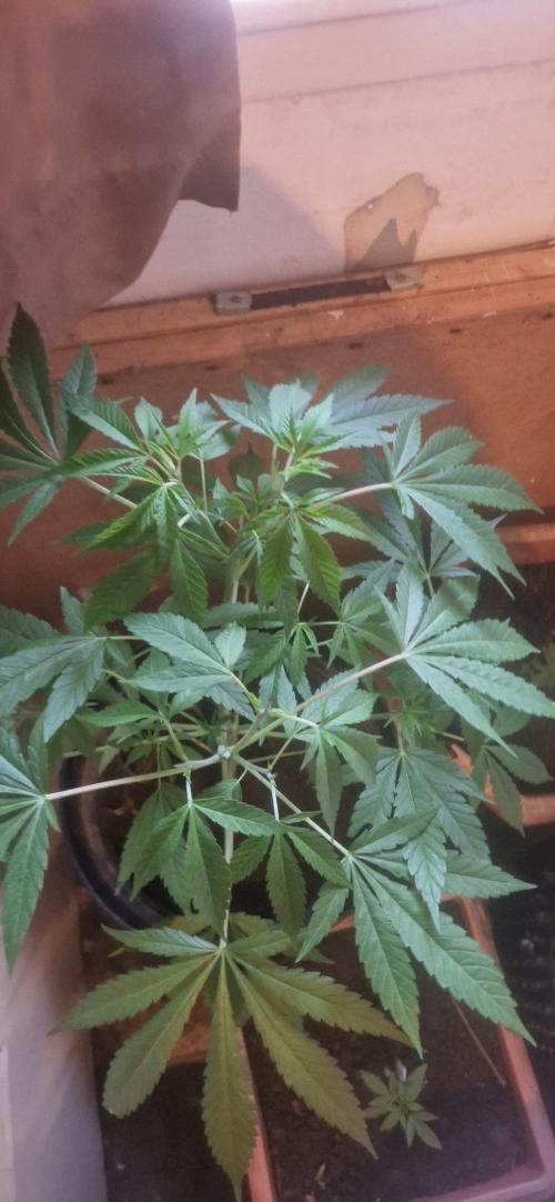 Pink gelto  kanniabisn. Week 7