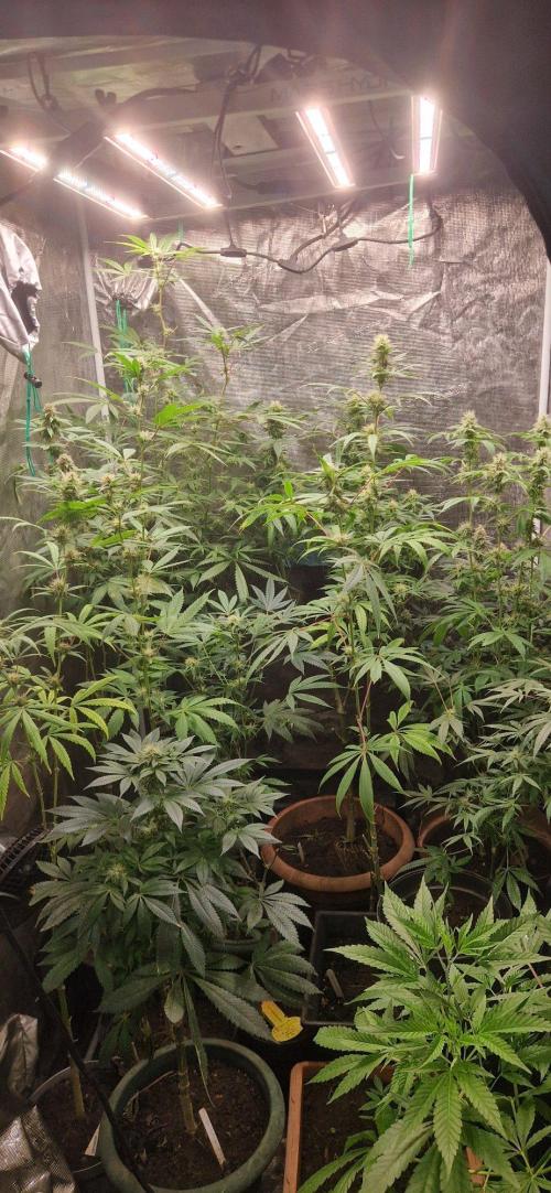Pink gelto  kanniabisn. Week 8
