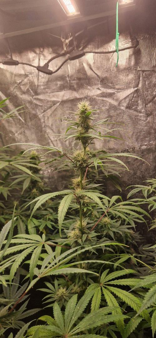 Skunk+ kanniabian. Week 8