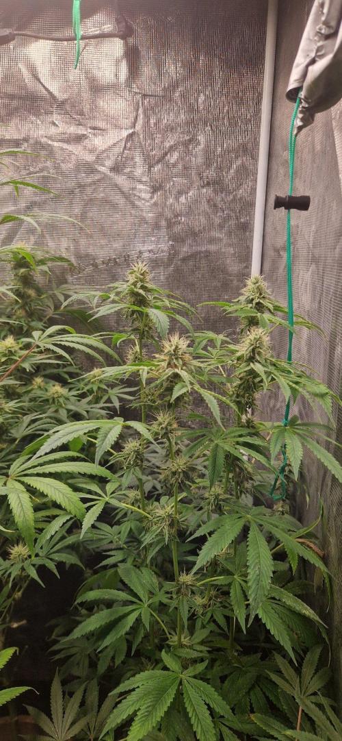 Skunk+ kanniabian. Week 8