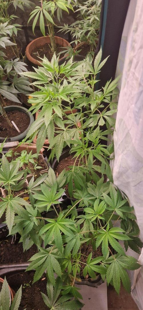 Zameniea 2026 summer. Week 10