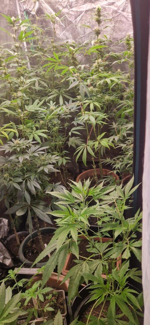 Zameniea 2026 summer. Week 10