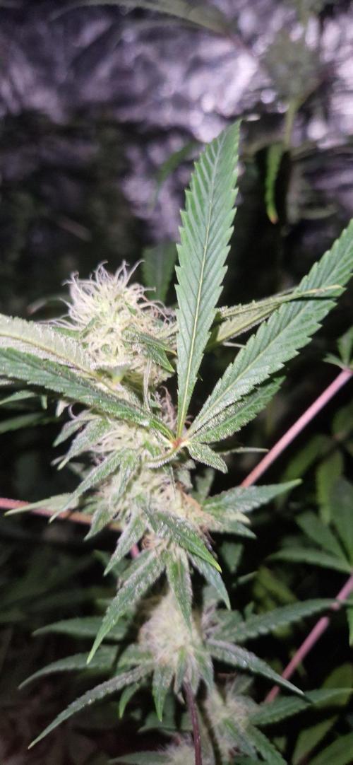 Skunk+. Week 9