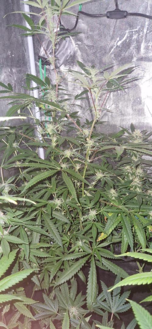 Kannabia apple fritter. Week 10