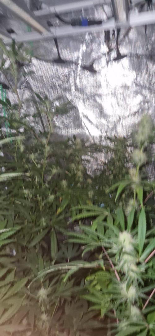 Apple Fritter Bioboost. Week 10