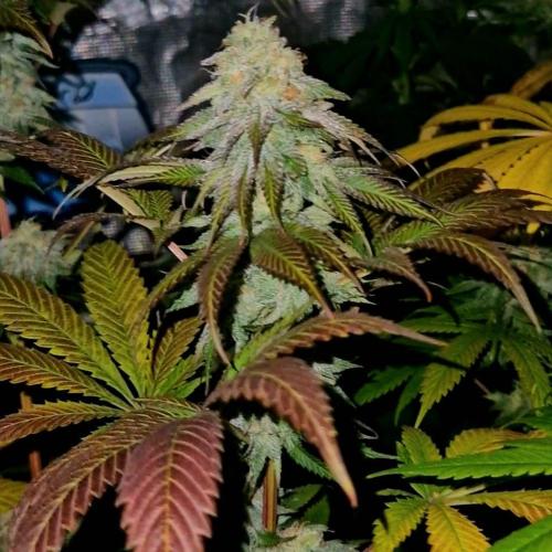 Apple Fritter Bioboost. Week 11