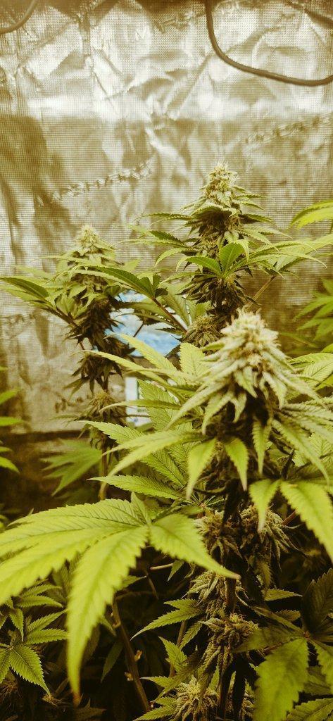 Pink Gelato. Week 10