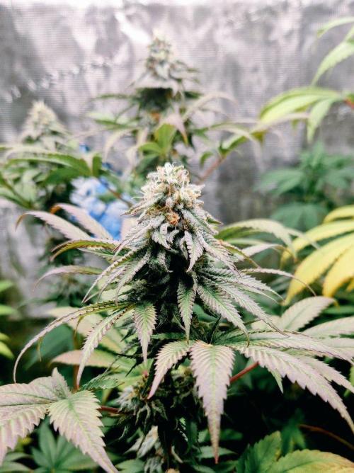 Skunk+. Week 10