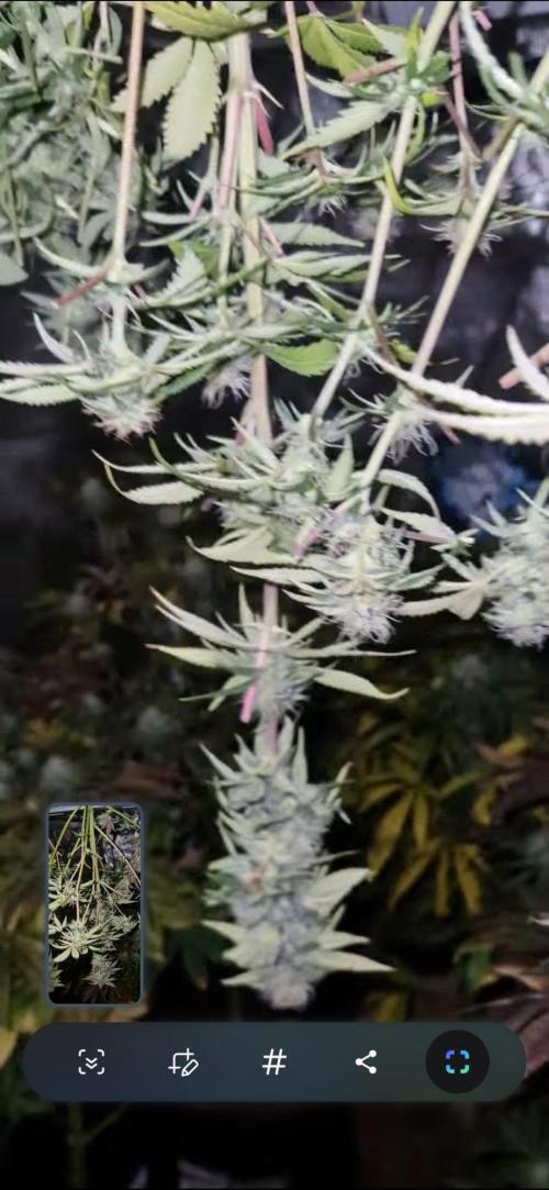 Skunk+ kanniabian. Week 11