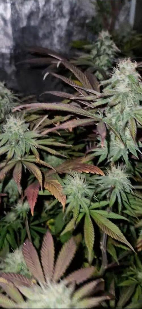 Pink gelto  kanniabisn. Week 11