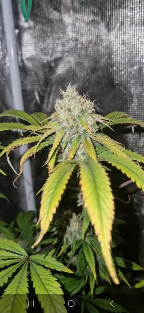 Melonade k. Week 13