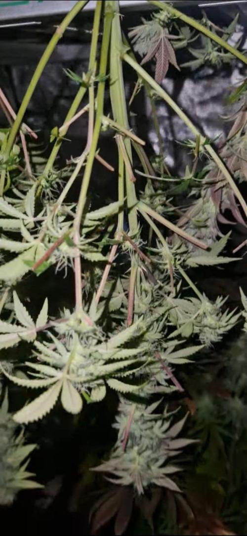 Melonade k. Week 13