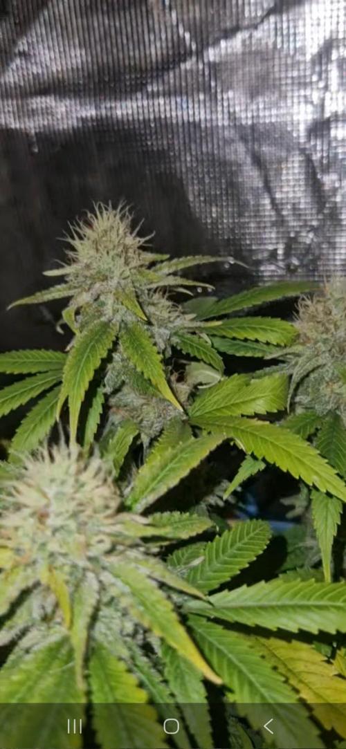 Pure skunk kannabia. Week 12