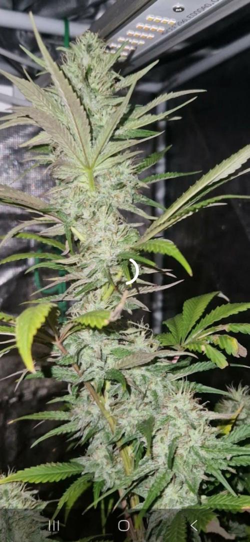 Pure skunk kannabia. Week 12