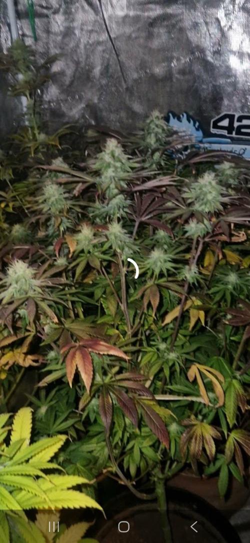 Kannabia zoap. Week 10
