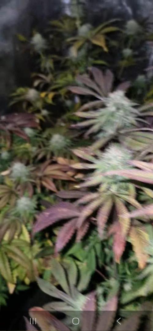 Sunset sherbert kannabia. Week 12