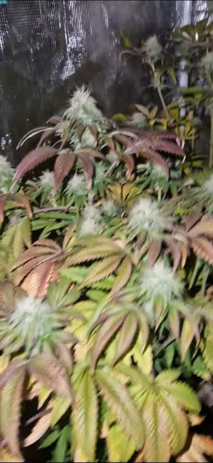 Original senieble seeds 2026. Week 9
