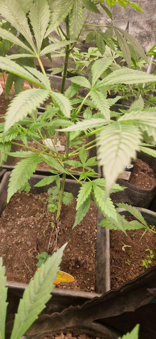Zammigrow2026. Week 2