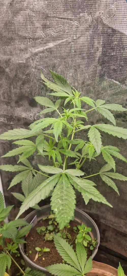 Zammigrow2026. Week 2