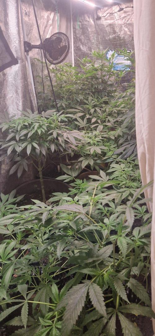 OSS2026. Week 3