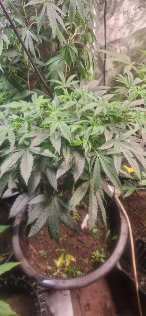 OSS2026. Week 6