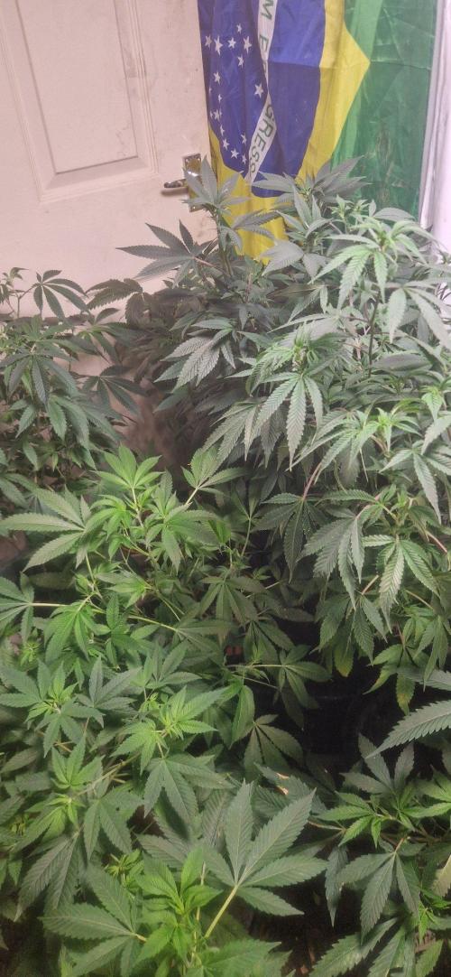 OSS2026. Week 6