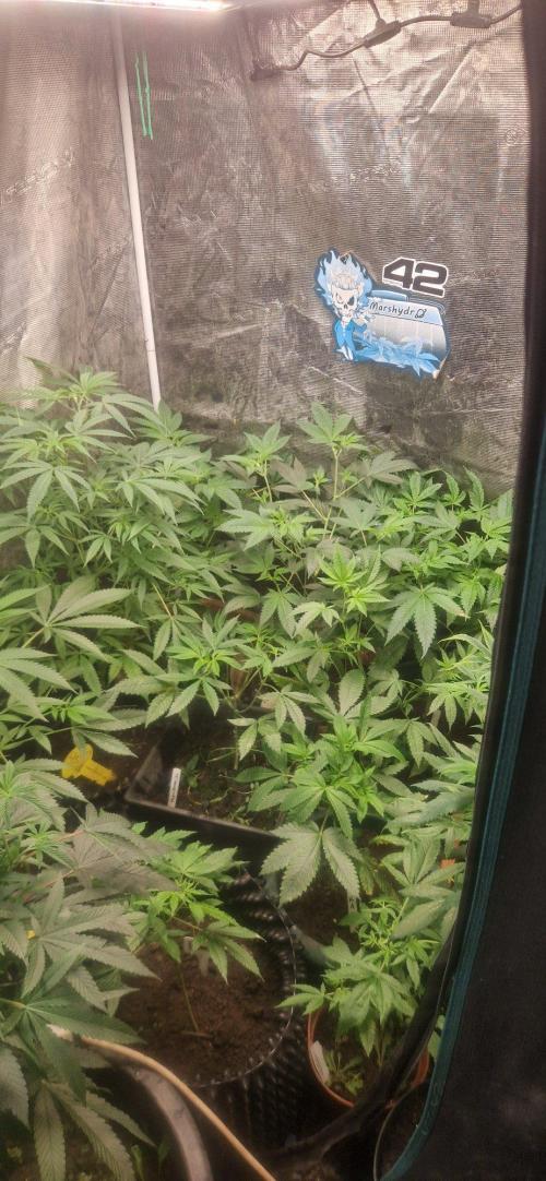 Zammigrow2026. Week 8