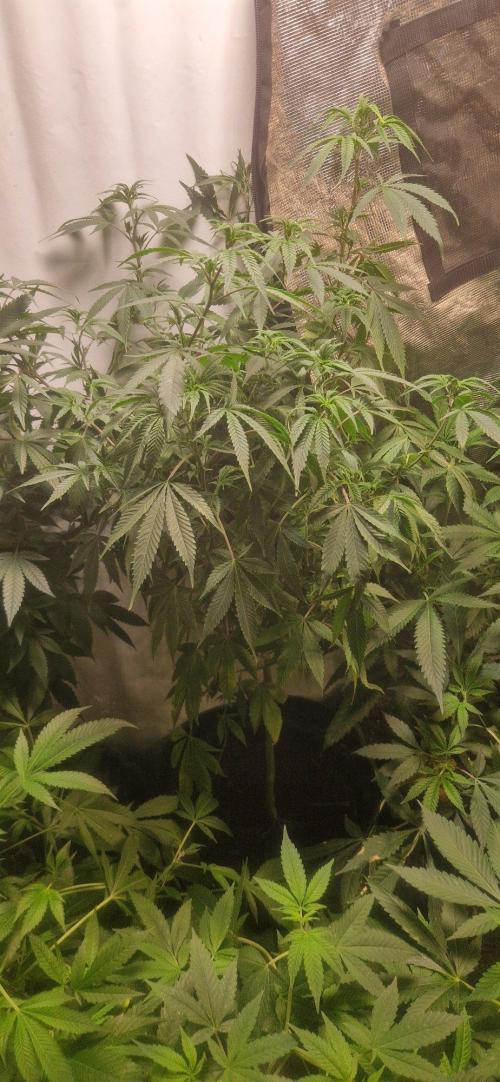 Zammigrow2026. Week 8