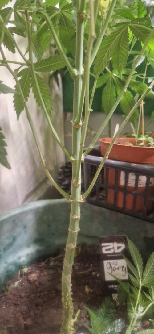 Zammigrow2026. Week 8