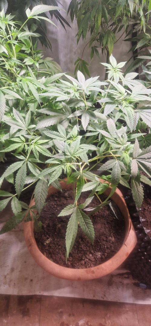 Zammigrow2026. Week 8