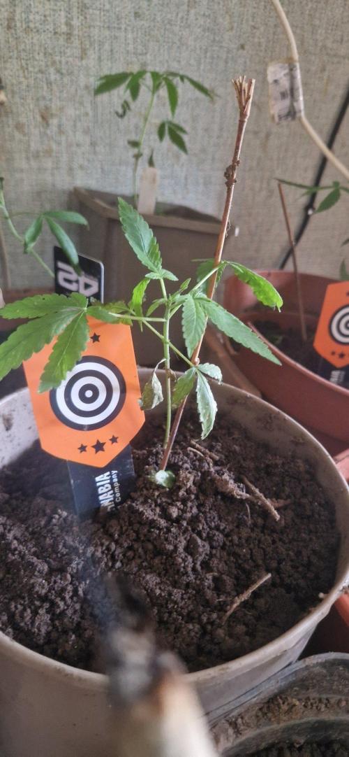 Kannabia  afrodite. Week 1