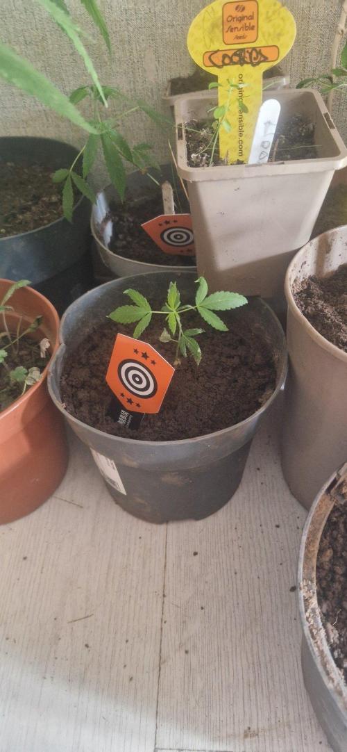 Kannabia apples and bananas. Week 1