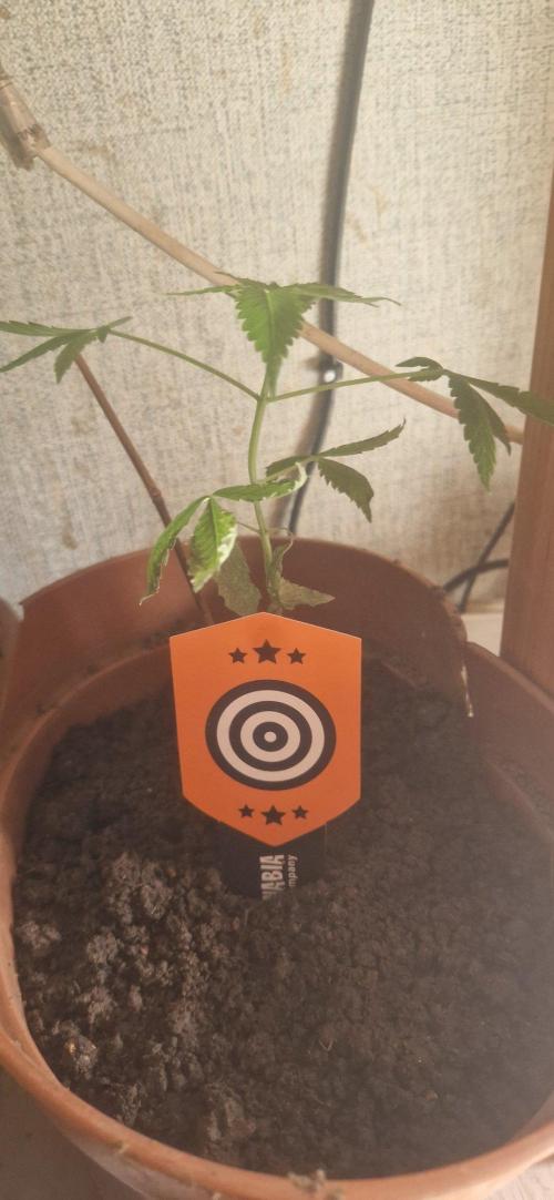 Kannabia  K-Haze. Week 1