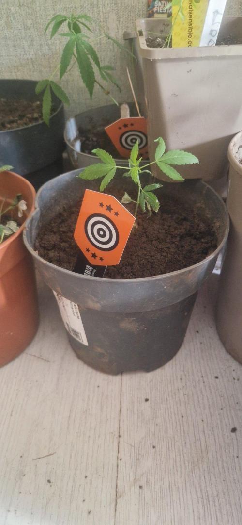 Kannabia  K-Haze. Week 1