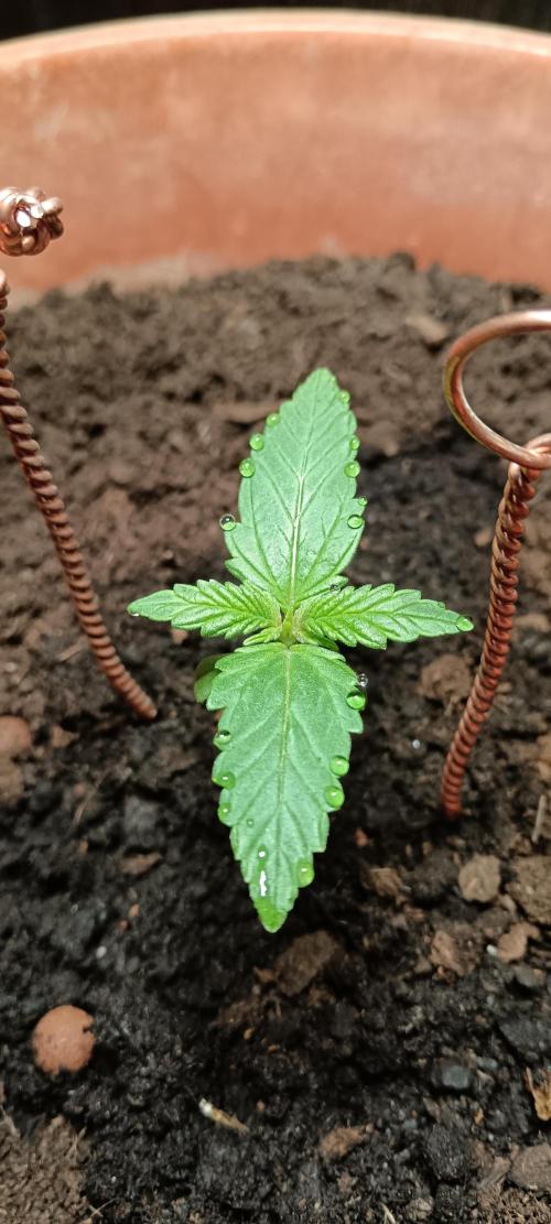 First shot. Week 3 - Stunted growth