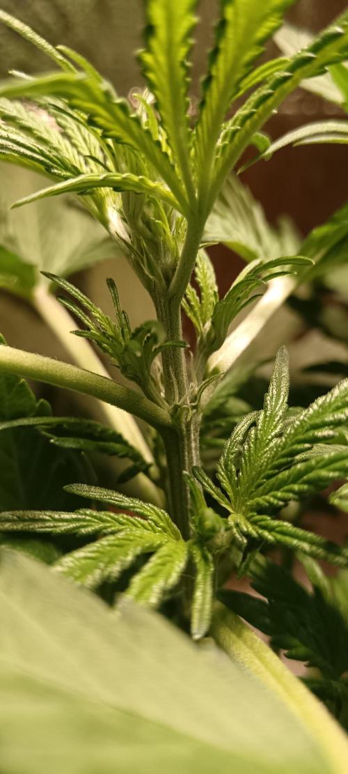 First shot. Week 5 - Pistols confirmed 