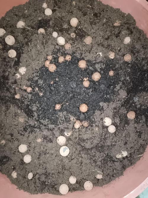 Experimental Grow+Aged sheep manure. Week 0