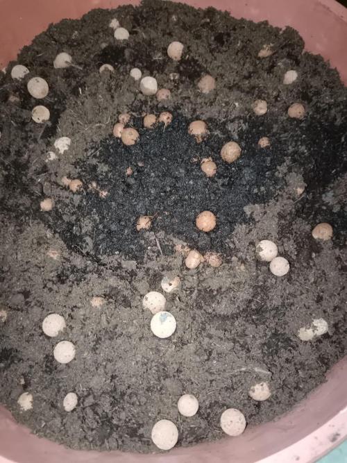 Experimental Grow+Aged sheep manure. Week 0