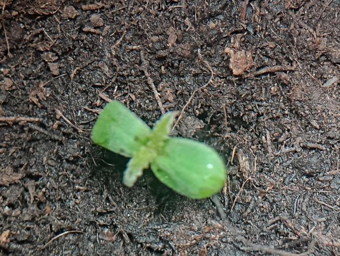 Experimental Grow+Aged sheep manure. Week 1