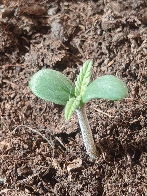 Experimental Grow+Aged sheep manure. Week 1