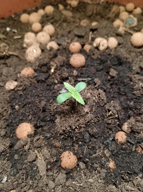 Experimental Grow+Aged sheep manure. Week 2