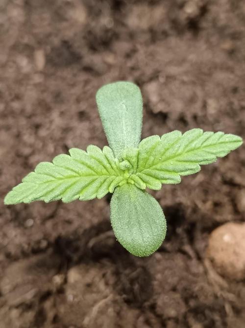 Experimental Grow+Aged sheep manure. Week 2