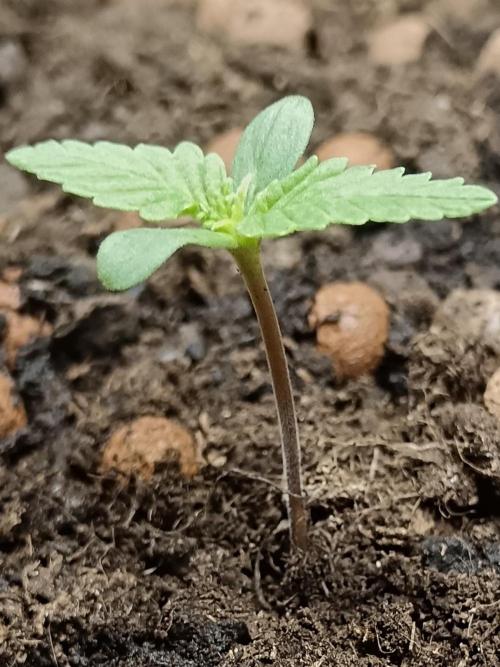 Experimental Grow+Aged sheep manure. Week 2