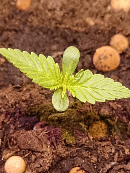 Experimental Grow+Aged sheep manure. Week 2