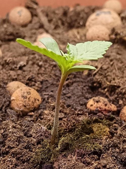 Experimental Grow+Aged sheep manure. Week 2