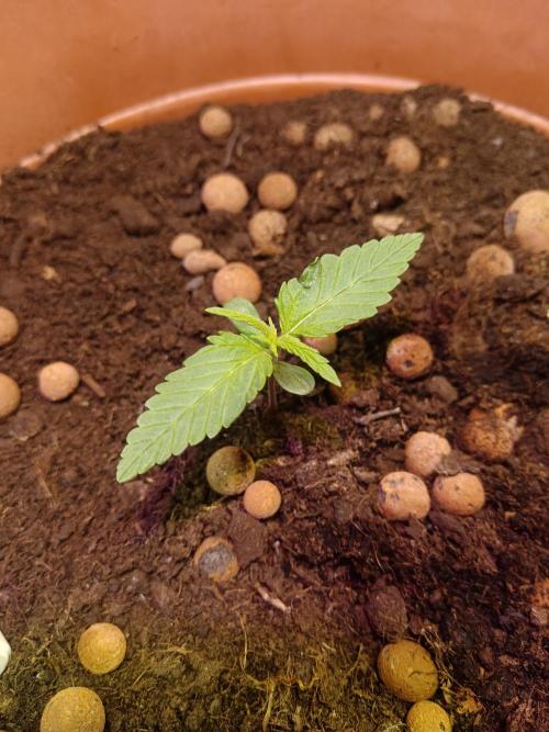 Experimental Grow+Aged sheep manure. Week 2