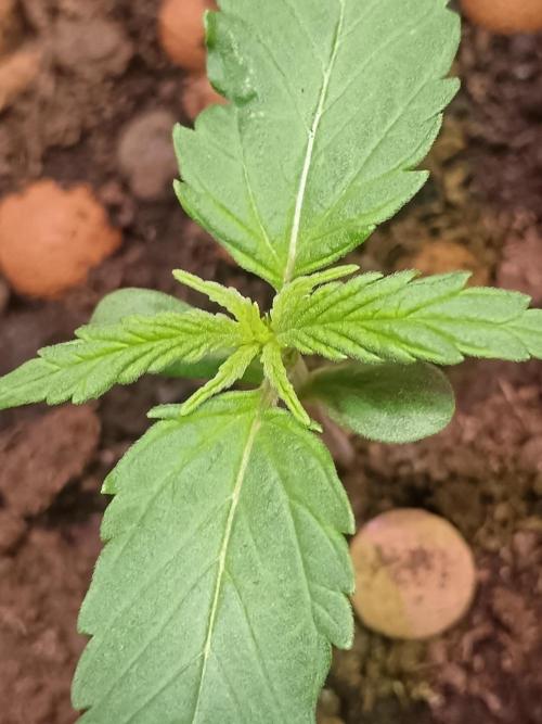 Experimental Grow+Aged sheep manure. Week 2