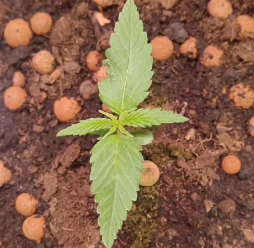 Experimental Grow+Aged sheep manure. Week 2
