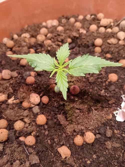 Experimental Grow+Aged sheep manure. Week 3