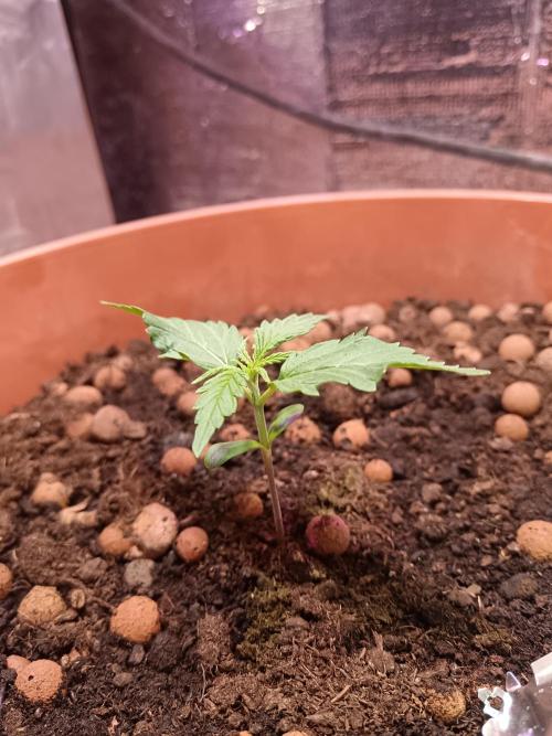 Experimental Grow+Aged sheep manure. Week 3